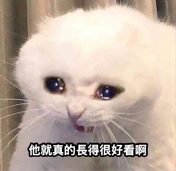 哭泣的貓咪迷因：他就真的長得很好看啊